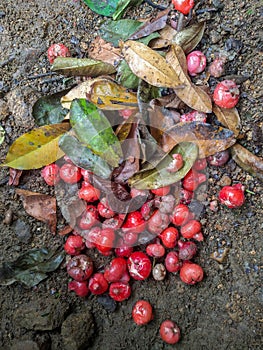 Rotten or spoiled rose apple fruit or water apple, infected food fruit food wastage unhealthy to eat