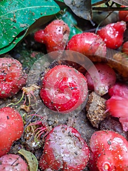 Rotten or spoiled rose apple fruit or water apple, infected food fruit food wastage unhealthy to eat