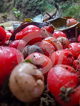 Rotten or spoiled rose apple fruit or water apple, infected food fruit food wastage unhealthy to eat