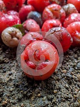 Rotten or spoiled rose apple fruit or water apple, infected food fruit food wastage unhealthy to eat