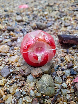 Rotten or spoiled rose apple fruit or water apple, infected food fruit food wastage unhealthy to eat