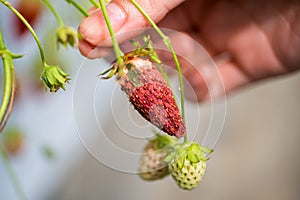 Rotten strawberries