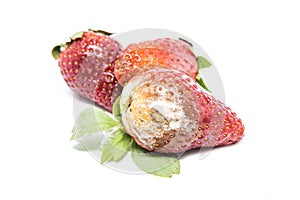 Rotten strawberries isolated on white background