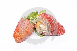 Rotten strawberries isolated on white background