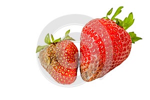 Rotten strawberries isolated on white background