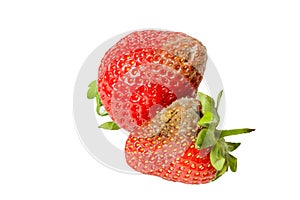 Rotten strawberries isolated on white background closeup.