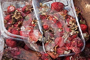 Rotten strawberries on the landfill