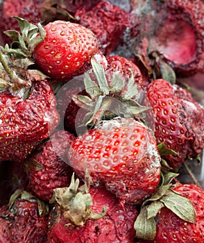 Rotten strawberries on the landfill