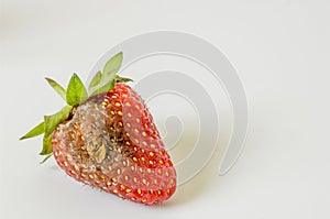 Rotten strawberry with mildew on white background