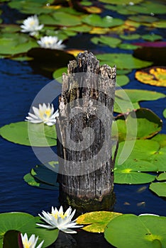 Rotten Stump and Lily Pads