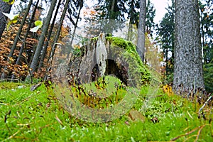 Rotten stump