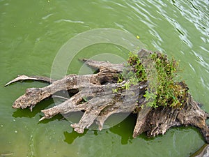 The rotten stump of tree in the water