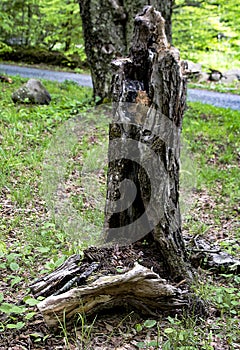 Rotten stump in woods