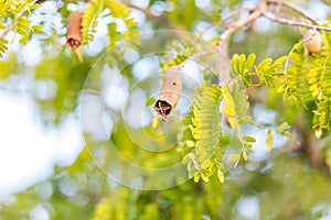 Rotten tamarind fruit in tree limb at morning