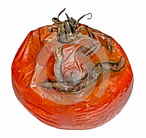 Rotten tomato with toxic mold