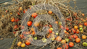 Rotten tomato waste pile mold fungi farm farming discarded food bio organic rot rust vegetables plant mouldy cultivation