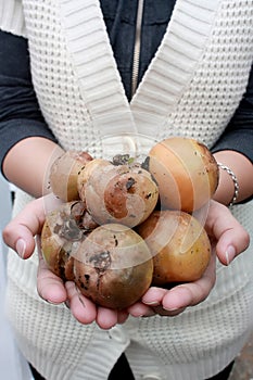 Rotten Tomatoes on hands