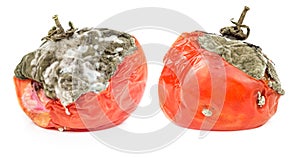 Rotten tomatoes isolated on white background