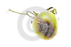 Rotten tomatoes with mold isolated over white