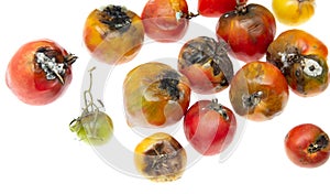 Rotten tomatoes with mold isolated over white