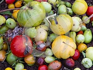 rotten tomatoes. Sick tomatoes with mold. Lie on the ground. organic vegetables, harvesting