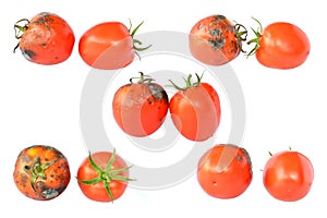 Rotten tomatoes on white