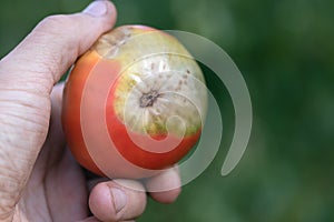 Rotten top of tomatoes, fruit is infected with fungal disease