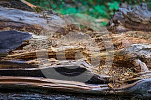 Rotten tree, close-up. Decomposing wood, selective focus. Natural wooden background