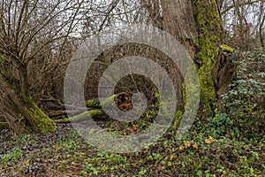 Rotten tree with dead wood at the lower Main river, Germany