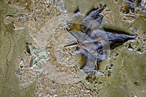 Rotten tree leaves embedded in the mud