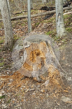 Rotten tree stump in the forest