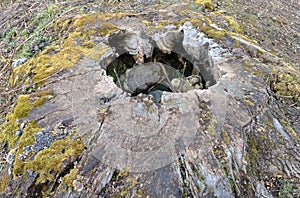 Rotten tree stump with a hole in the center and fungus inside