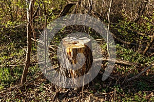 Rotten tree stump in the forest.