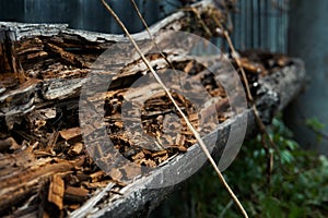 A rotten tree trunk. Selective selective focus. Spoiled tree close-up