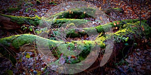 rotten trees overgrown with moss and leaves, Lomography