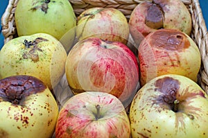 Rotten ugly apples in close-up, spoiled fruit