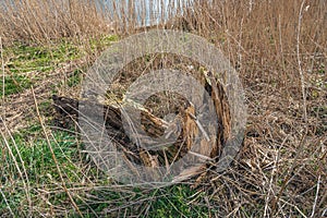 Rotten willow tree up close