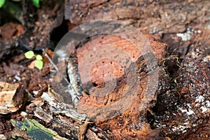 Rotten wood in forest closeup