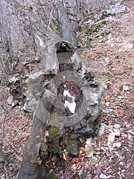 Rotten wood in the forest photo