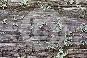 Rotten wood and lichen