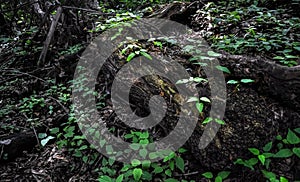 Rotten wood log, dead fallen tree overgrown with shoots of young trees in shadow of dark forest