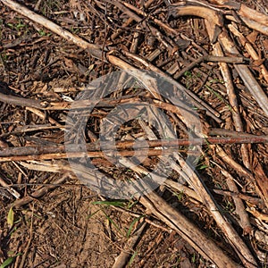 Rotten wood residues on ground