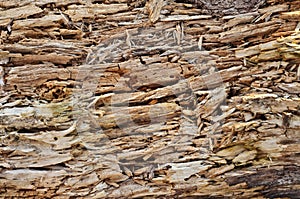 Rotten wood texture