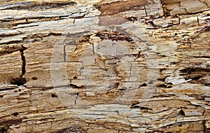 Rotten wood texture