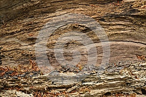 Rotten wood texture