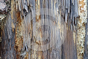 Rotten wood texture photo