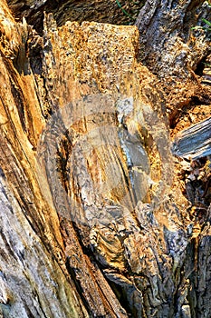 Rotten wood texture close up as a background