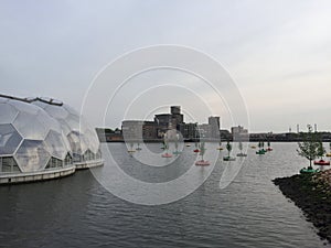 Rotterdam Harbour floating trees