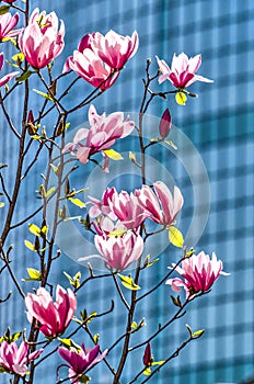 Magnolia and the WTC