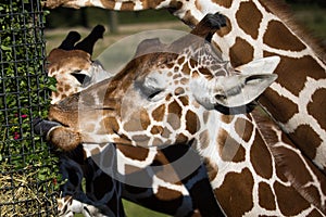 closeup of grass eating giraffes. Giraffe sticking tongue out.